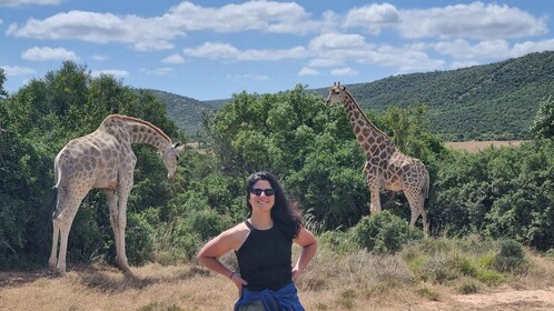 Safari de día completo en Addo Elephant Park y Jiraffe Walk