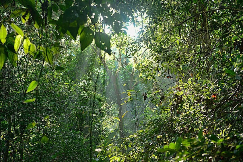 Picture 9 for Activity Corcovado National Park: Two Days Corcovado Costa Rica