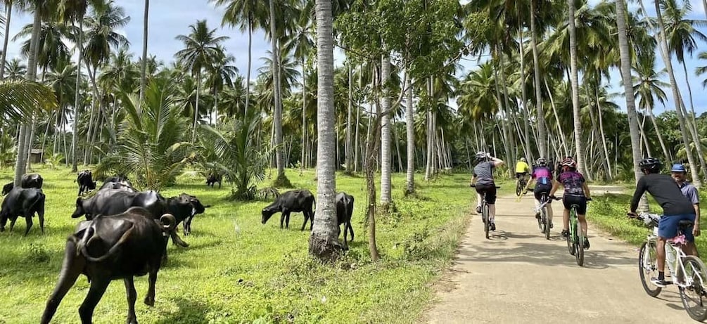 Picture 4 for Activity Bentota: Guided Cycling Tour with Refreshments