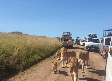 9-päiväinen ryhmäbudjettisafari Keniassa ja Tansaniassa