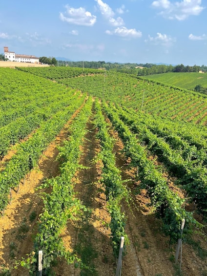 Picture 9 for Activity Tenuta San Lorenzo: wine tasting and winery tour