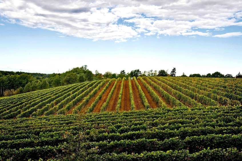 Picture 2 for Activity Tenuta San Lorenzo: wine tasting and winery tour