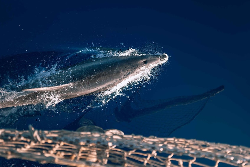 Picture 6 for Activity Lampedusa: Sunset Dolphin Sighting on a Pirate Ship
