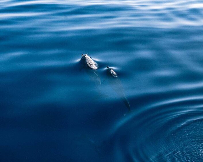 Picture 8 for Activity Lampedusa: Sunset Dolphin Sighting on a Pirate Ship