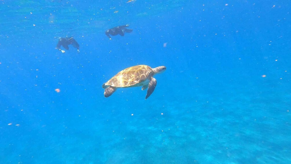 Picture 6 for Activity Tenerife: Snorkeling Tour in a Marine Protected Area