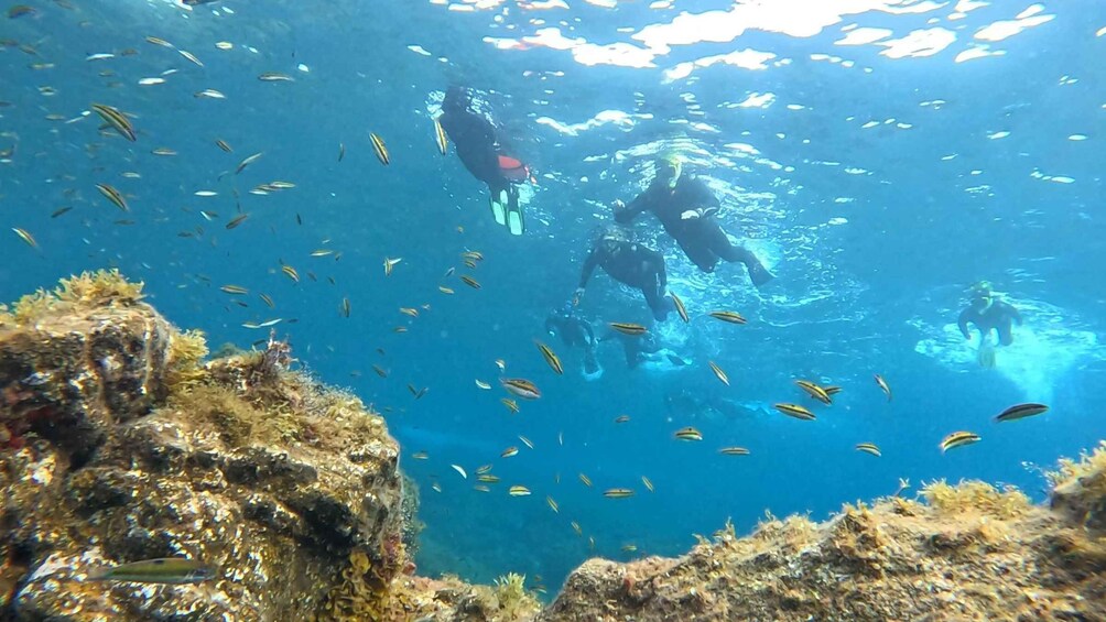 Picture 36 for Activity Tenerife: Snorkeling Tour in a Marine Protected Area