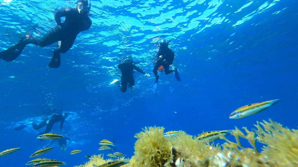 Picture 12 for Activity Tenerife: Snorkeling Tour in a Marine Protected Area