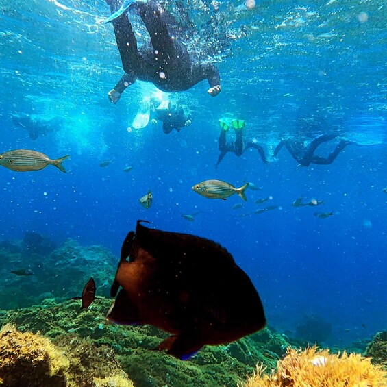 Picture 1 for Activity Tenerife: Snorkeling Tour in a Marine Protected Area