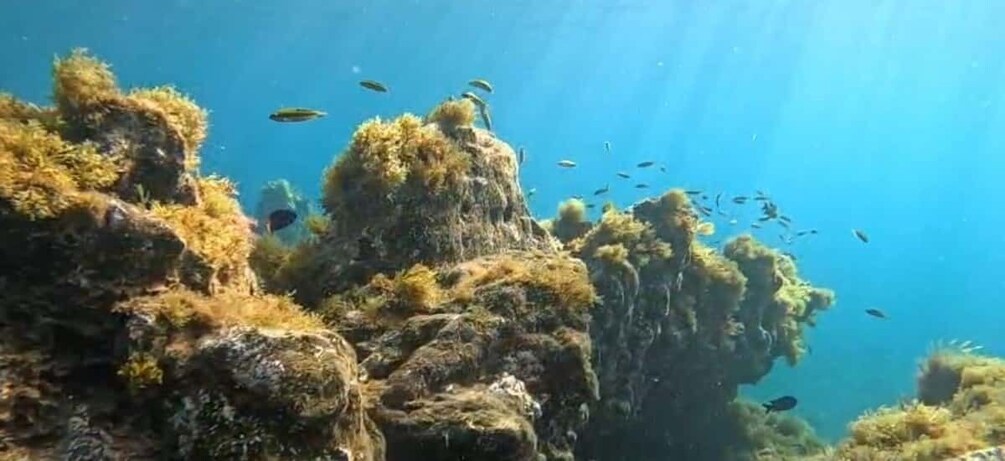 Picture 4 for Activity Tenerife: Snorkeling Tour in a Marine Protected Area