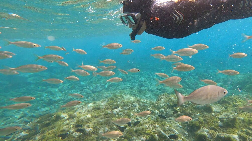 Picture 9 for Activity Tenerife: Snorkeling Tour in a Marine Protected Area