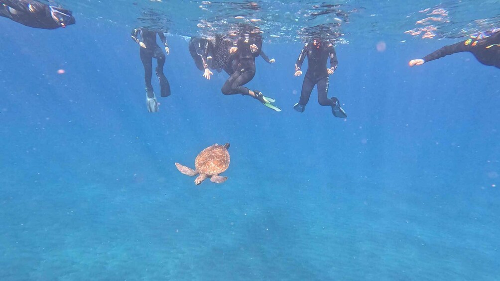 Picture 30 for Activity Tenerife: Snorkeling Tour in a Marine Protected Area