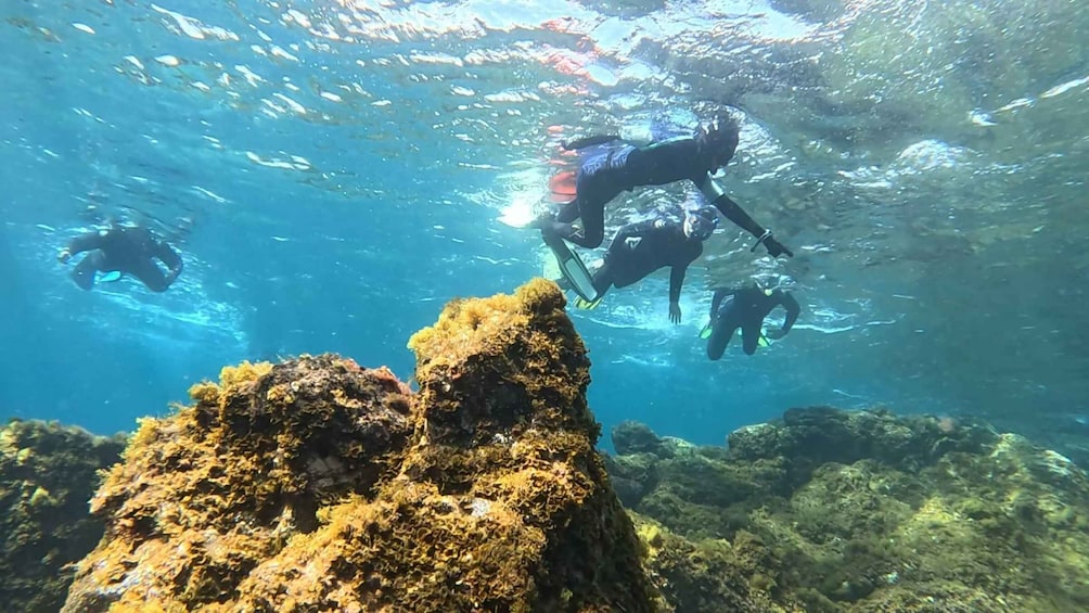 Picture 9 for Activity Tenerife: Snorkeling Tour in a Marine Protected Area