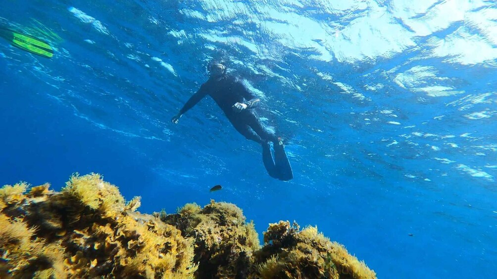 Picture 16 for Activity Tenerife: Snorkeling Tour in a Marine Protected Area