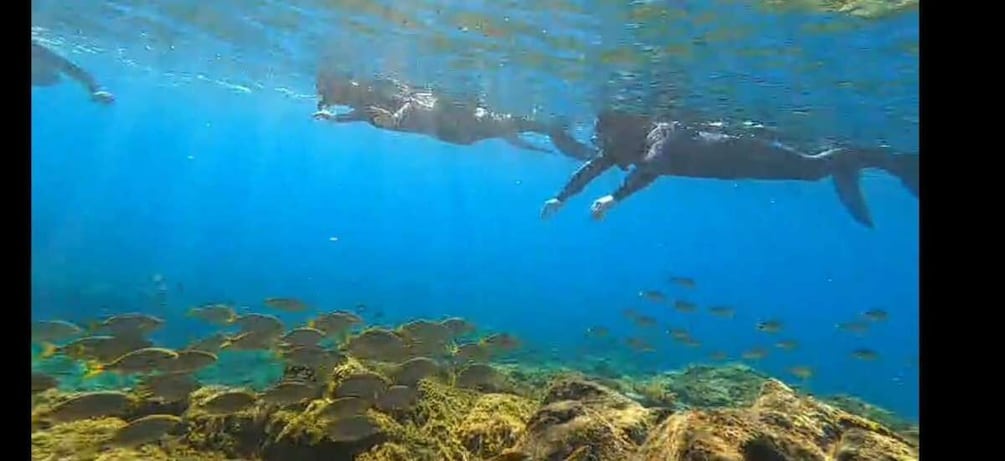 Picture 24 for Activity Tenerife: Snorkeling Tour in a Marine Protected Area