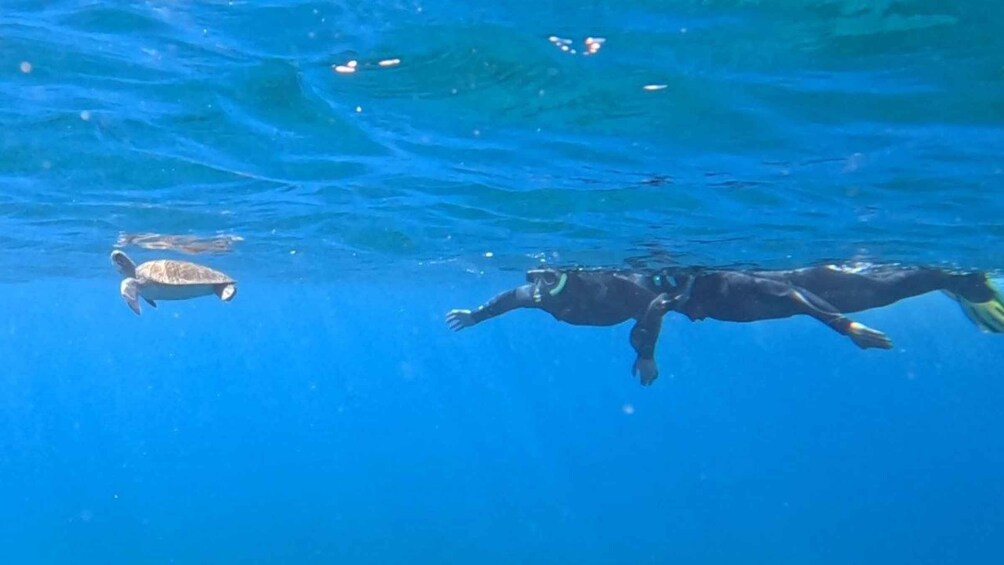 Picture 2 for Activity Tenerife: Snorkeling Tour in a Marine Protected Area