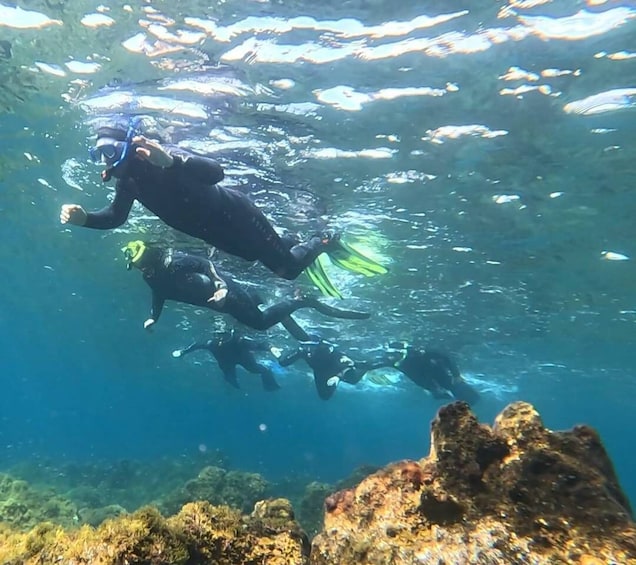Picture 14 for Activity Tenerife: Snorkeling Tour in a Marine Protected Area