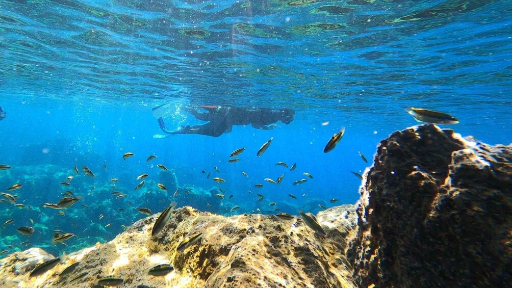 Picture 7 for Activity Tenerife: Snorkeling Tour in a Marine Protected Area