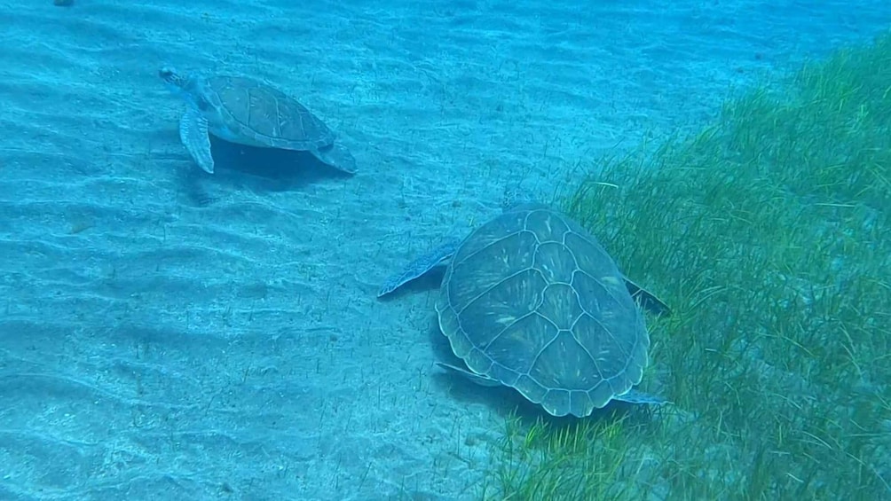 Picture 5 for Activity Tenerife: Snorkeling Tour in a Marine Protected Area