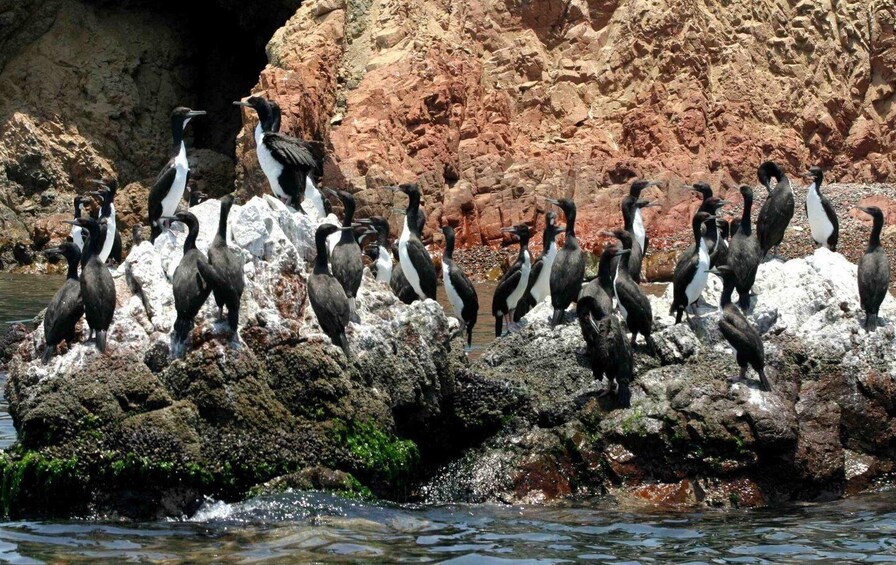 Picture 1 for Activity Paracas: Observation of Marine Fauna in Ballestas Islands