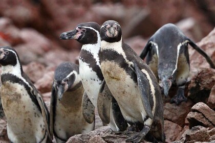 Paracas: observación de fauna marina en las islas Ballestas