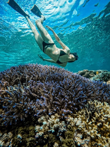 Picture 6 for Activity Gili Island: Group or Private Snorkeling Tour