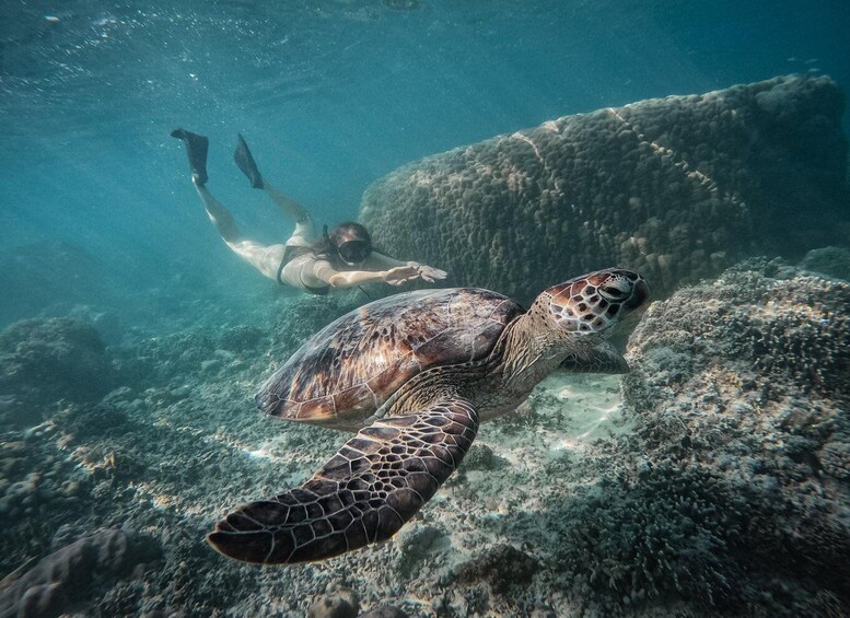 Picture 4 for Activity Gili Island: Group or Private Snorkeling Tour