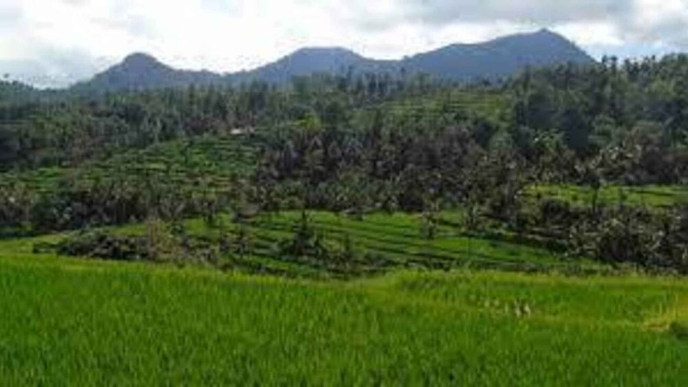 Picture 4 for Activity Bali: Hill Side Lemukih Treeking with Amazing view