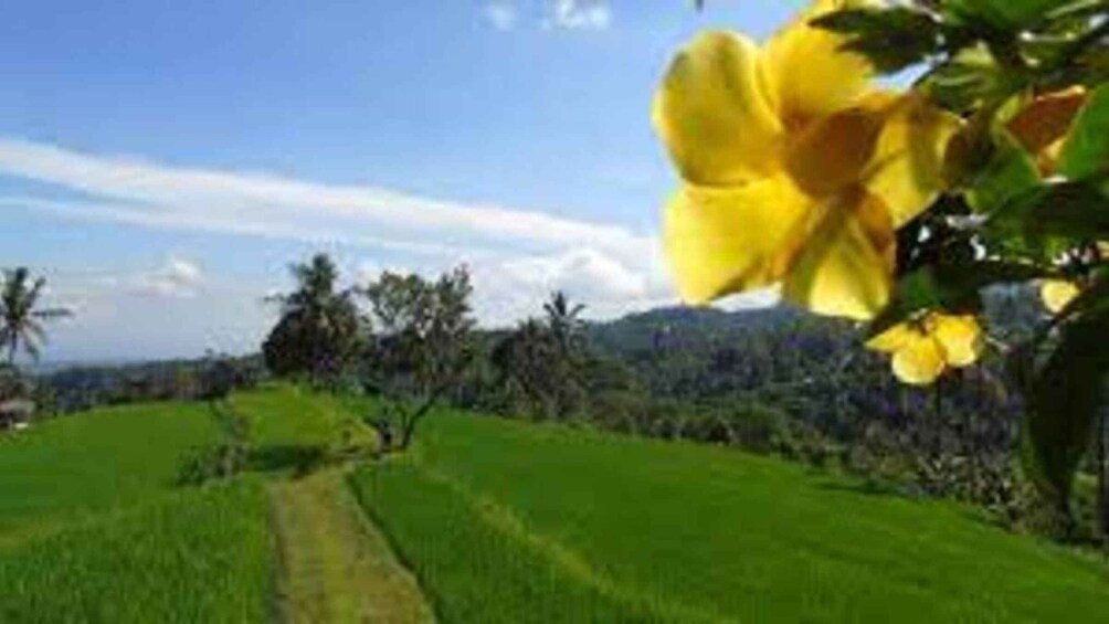 Bali: Hill Side Lemukih Treeking with Amazing view