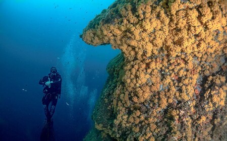 Torre Annunziata: Scuba Dive for Certified Divers