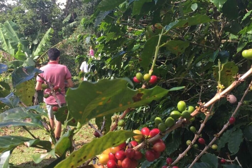 Picture 1 for Activity San Juan: Puerto Rico Coffee Plantation Tour and Tastings