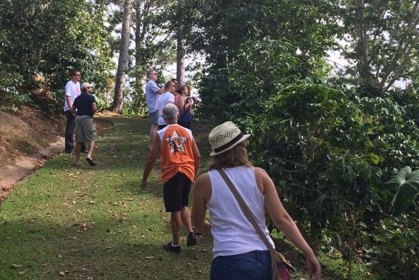 Picture 2 for Activity San Juan: Puerto Rico Coffee Plantation Tour and Tastings