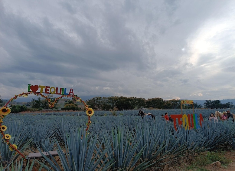 Picture 9 for Activity Get on Chile: know everything about tequila in "La Rienda"