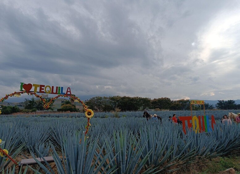 Picture 9 for Activity Get on Chile: know everything about tequila in "La Rienda"