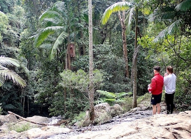 From Brisbane: Maiala Rainforest Private Tour