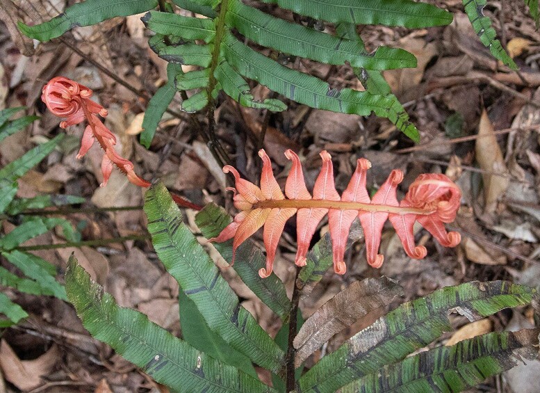 Picture 9 for Activity From Brisbane: Maiala Rainforest Private Tour