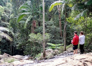 From Brisbane: Maiala Rainforest Private Tour