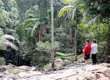 From Brisbane: Maiala Rainforest Private Tour