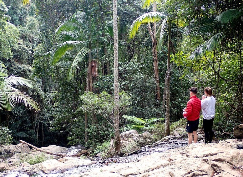 From Brisbane: Maiala Rainforest Private Tour