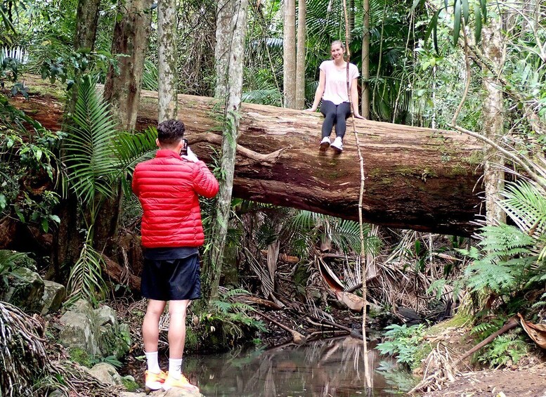 Picture 6 for Activity From Brisbane: Maiala Rainforest Private Tour