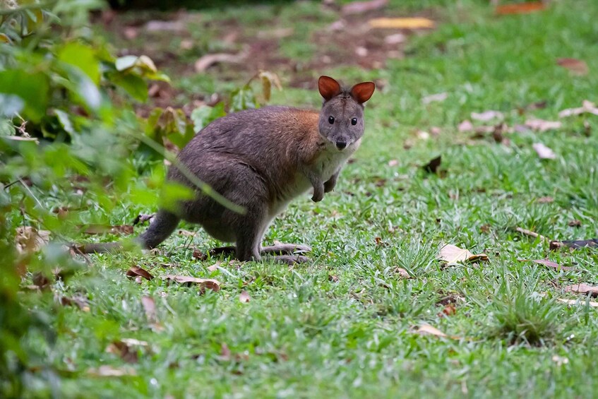 Picture 2 for Activity From Brisbane: Maiala Rainforest Private Tour