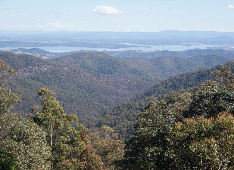 Picture 11 for Activity From Brisbane: Maiala Rainforest Private Tour