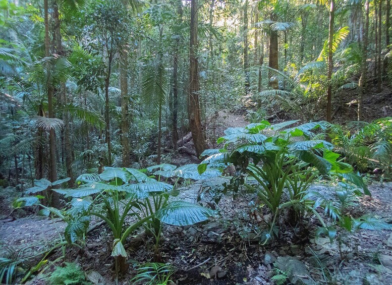 Picture 5 for Activity From Brisbane: Maiala Rainforest Private Tour