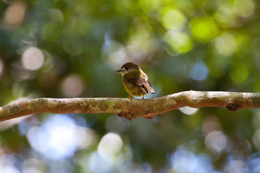 Picture 12 for Activity From Brisbane: Maiala Rainforest Private Tour