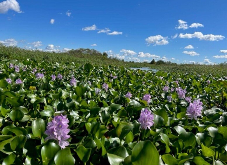 Picture 2 for Activity Florida: 90 Minute Everglades Cruise