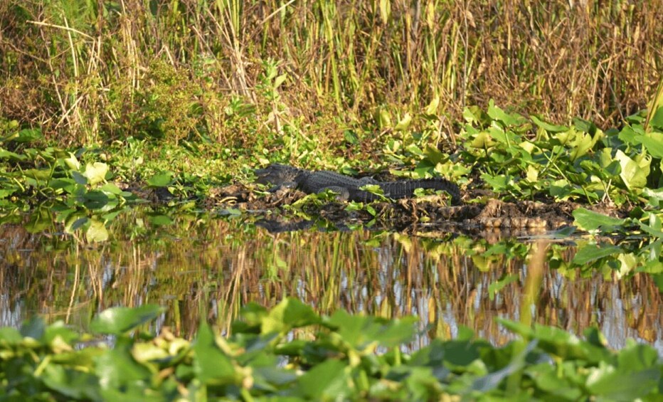 Picture 3 for Activity Florida: 90 Minute Everglades Cruise