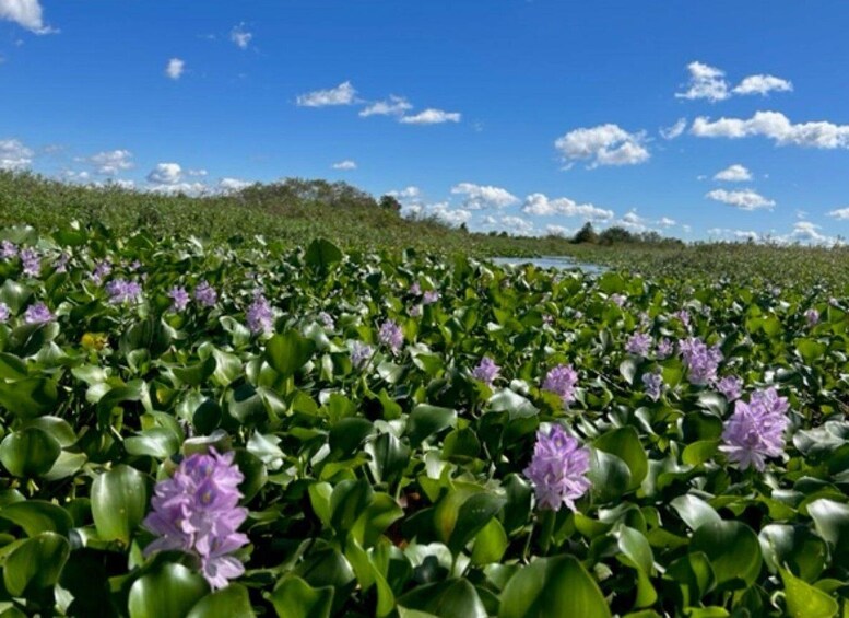 Picture 2 for Activity Florida: 90 Minute Everglades Cruise