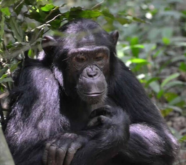 Uganda: 8 Day Exploration of Ape trekking and gem Safari