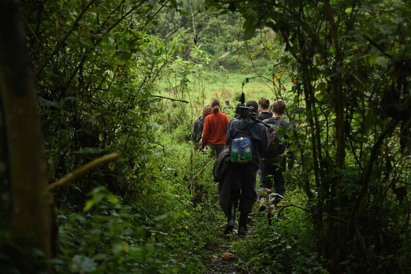 Picture 28 for Activity Uganda: 8 Day Exploration of Ape trekking and gem Safari