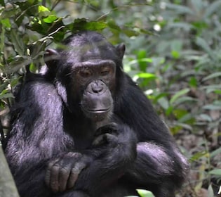 Uganda: 8 Day Exploration of Ape trekking and gem Safari