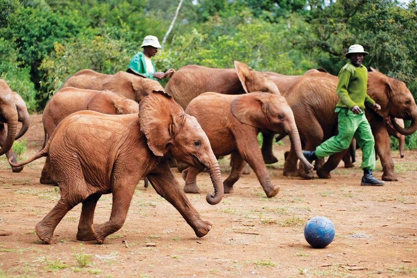 Picture 3 for Activity From Nairobi: Kazuri beads, Baby Elephant and Giraffe Centre